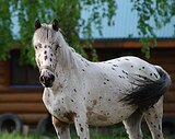 Чубарая кобыла