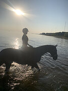 Вороной  интеллигент