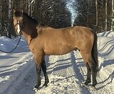 Молодой жеребец, заезжен