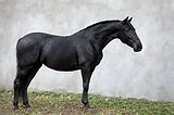 Кобыла 