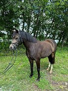 уэльский пони секцияБ в/х133