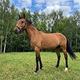 Стартовый опыт 100см