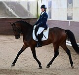 ЖЕРЕБЕЦ 10 ЛЕТ 170 СМ В ХОЛКЕ