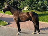 МЕРИН В КОНКУР / ХОББИ