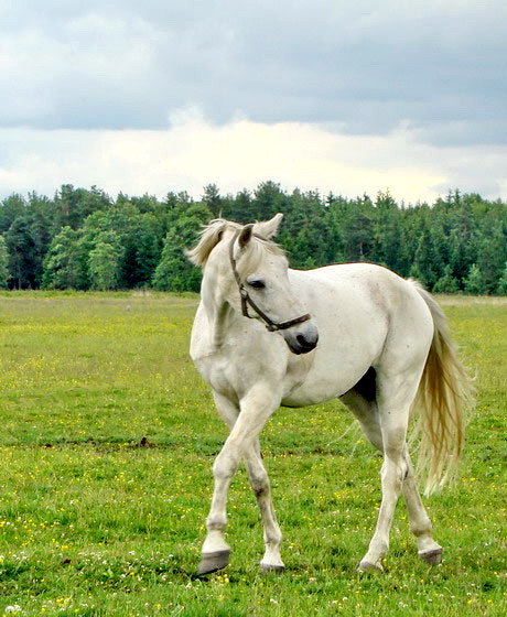 Красуется