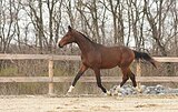 Тракененский жеребец 