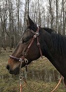 КОБЫЛА В ХОББИ • ИДЕАЛЬНА В