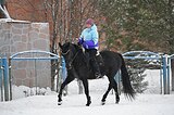 Универсальная кобыла