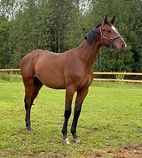 потомок Сир Стенограф, Stakkato