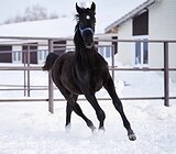 Жеребчик - внук Эгеюса, Данц