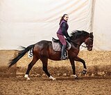 Победитель Иппосферы 2025