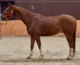 ВЕСТФАЛЬСКИЙ МЕРИН 10 ЛЕТ