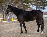 Кобыла 2021 гр, 157 вх