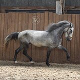 СЕРЫЙ ПОНИ 4 ГОДА