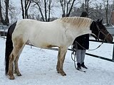 Владимирская помесь 