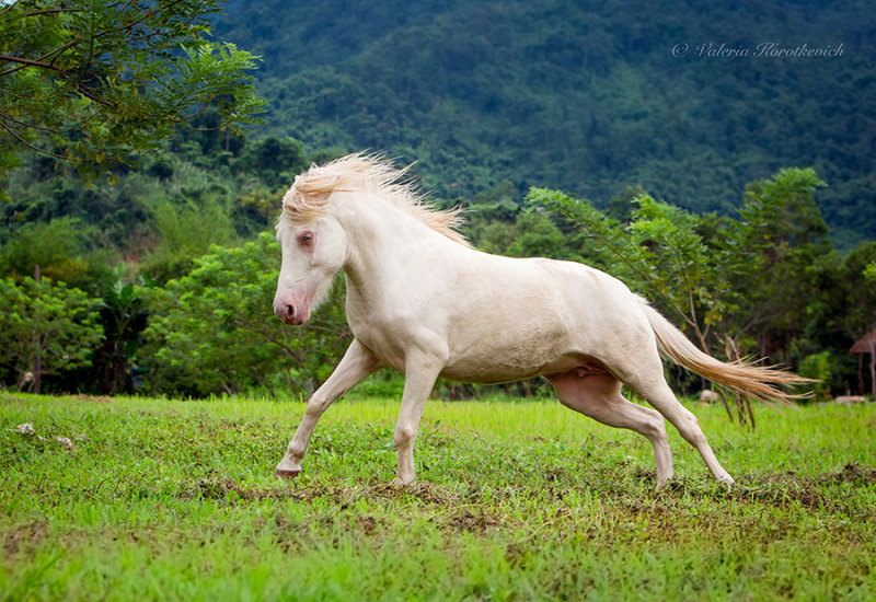 Нашла вот таких чудесных малышек-лошадок в горах Вьетнама. Тут лошадки вообще большая редкость,а тем более такой масти. Этот удивительный табун мы поехали искать специально - в нем около 10 пони и все они изабеловые. 