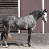 СЕРЫЙ ЖЕРЕБЕЦ В СПОРТ 