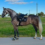 шикарный орловец в спорт