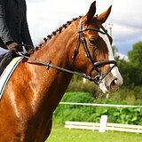 Кобыла спортивной помеси