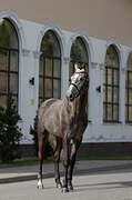 Мерин