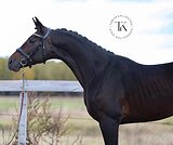 ТРАКЕНЕНСКИЙ МЕРИН 8 ЛЕТ