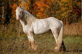 Шикарный тинкер
