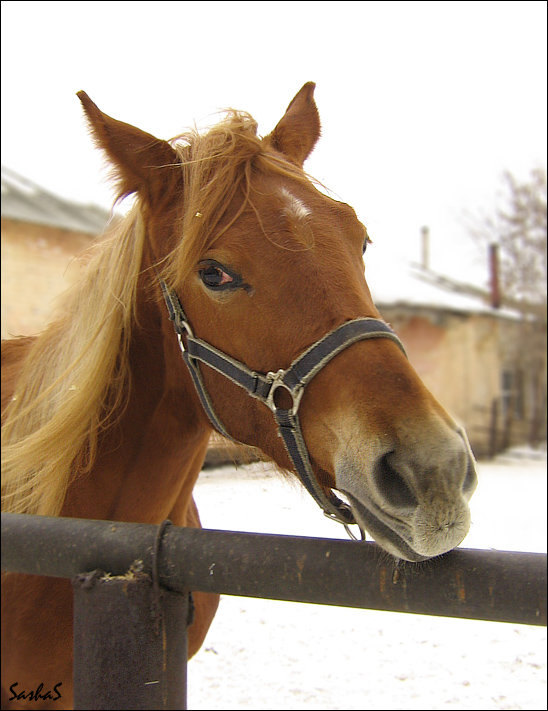 шатенка