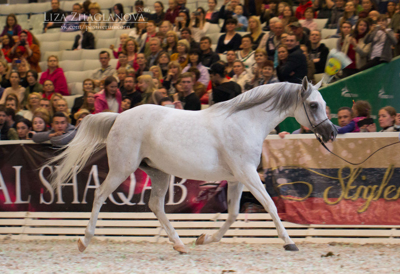 Saint-Pete international arabian cup, HIPPOSPHERE 2016