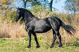 Фризская кобыла