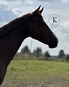 В КОНКУР И ВЫЕЗДКУ