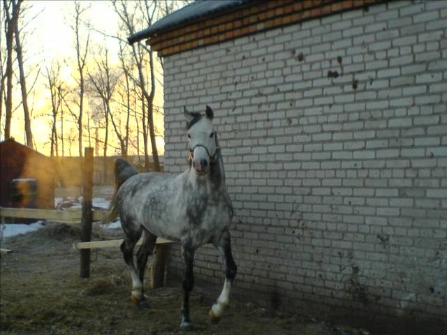 Эхалоф