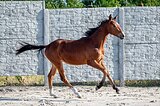 жеребчик от Ekwador (GER)
