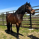 ГНЕДОЙ ЖЕРЕБЕЦ 156 СМ В ХОЛКЕ