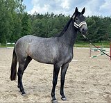 кобыла от More Than Special MG