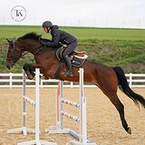 КОБЫЛА 5 ЛЕТ 167 СМ В ХОЛКЕ