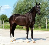 Нарядный вороной мерин