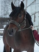 Жеребец 2018 гр под любого