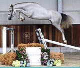 МЕРИН НА МАРШРУТЫ ДО 115 СМ