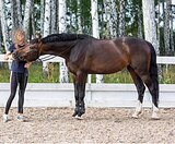 Вестфальский Жеребец 