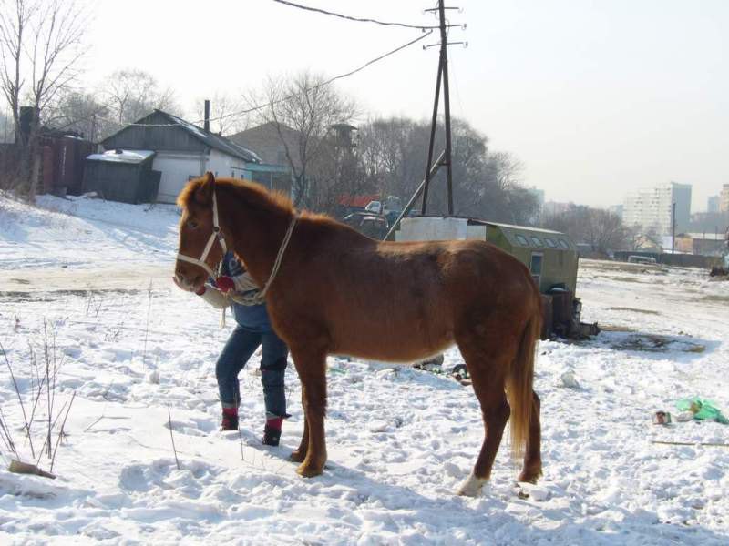 кобыла Леди