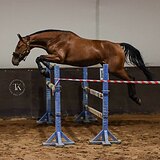 КОБЫЛА ОТ CLINTINO 4 ГОДА