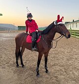 Полукровная кобыла