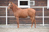 Radcliff (Quidam de Revel/Landgraf I) 