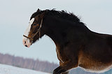 ⭐ ШАЙР ЭКСКЛЮЗИВ КОБЫЛА ⭐