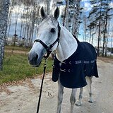 ЧИСТОКРОВНЫЙ  ЖЕРЕБЕЦ