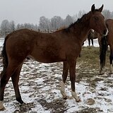 АХАЛТЕКИНСКИЙ ЖЕРЕБЕЦ 1 ГОД