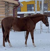 Мерин, связки 80, шпринт 120