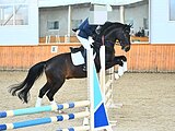 Мерин от Статус Джуниор