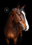 ГНЕДОЙ МЕРИН KWPN 7 ЛЕТ