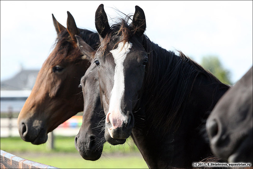 Broere Stud. Двухлетние кобылы в леваде